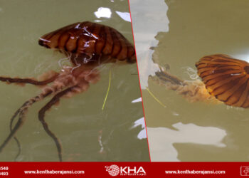 İstanbul’da zehirli deniz anası görüldü: Sakın temas etmeyin!