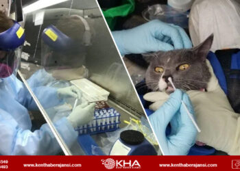 İlk kez kediden insana Covid-19 bulaştı