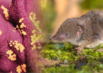 Çin’den yeni bir virüs haberi daha! Langya nedir? Langya belirtileri nelerdir?