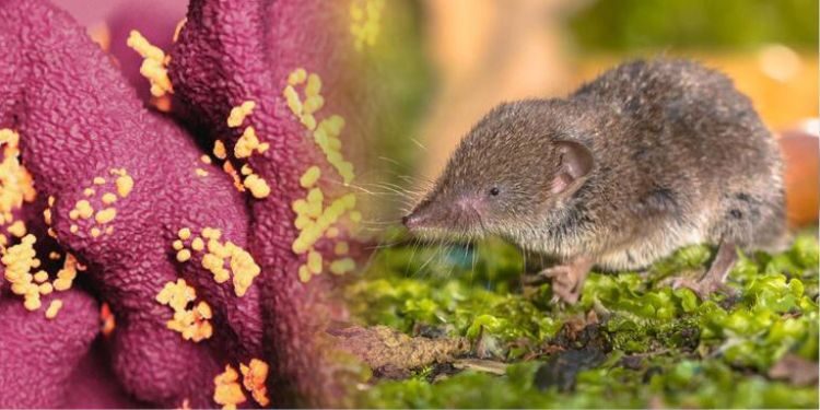 Çin’den yeni bir virüs haberi daha! Langya nedir? Langya belirtileri nelerdir?