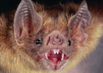 Yarasalarda yeni koronavirüs varyantı: Khosta-2