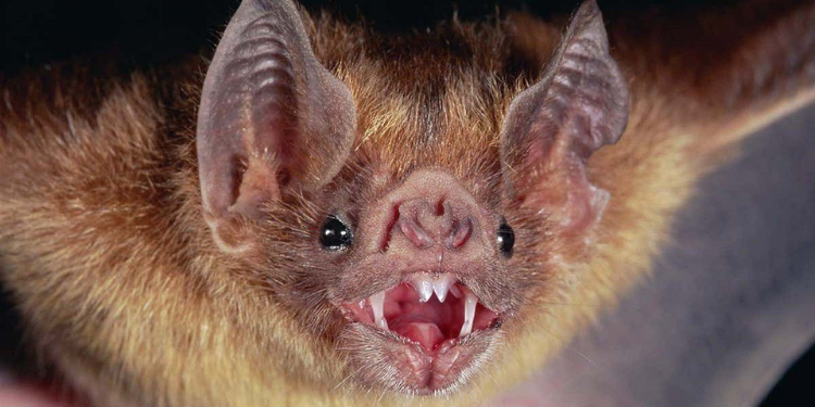 Yarasalarda yeni koronavirüs varyantı: Khosta-2