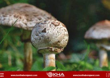 Sağlık Bakanı Koca’dan ‘zehirli mantar’ uyarısı