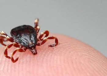 Bakan Koca’dan Kene Uyarısı! Vakalar artıyor…