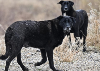Meclis’ten geçen sokak köpekleri düzenlemesi yasalaştı