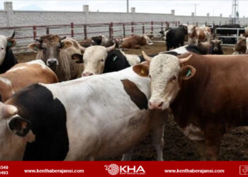 Diyanet’ten kredi kartıyla kurban alımı duyurusu