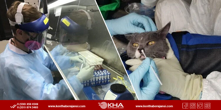 İlk kez kediden insana Covid-19 bulaştı