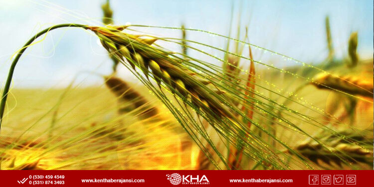 Tarımda yeni dönem: Ekilmeyen arazi kiralanacak!