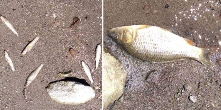 Aksaray’da toplu balık ölümleri