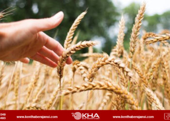 8 ton buğday çaldılar!