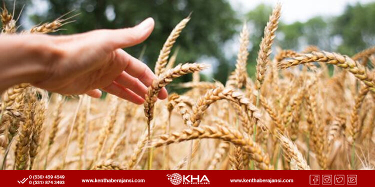 8 ton buğday çaldılar!