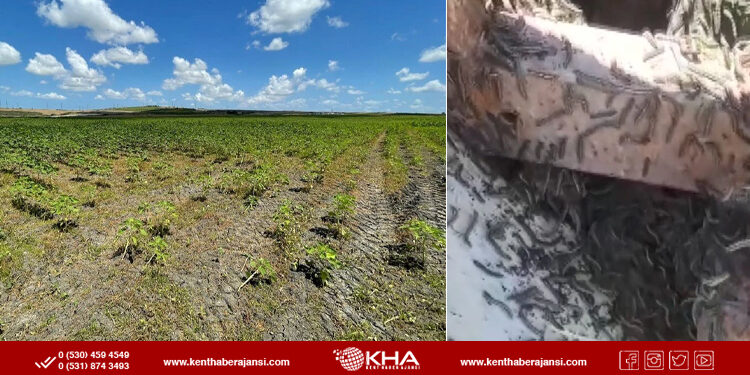 İstanbul’da ayçiçeği tarlalarında ‘çayır tırtılı’ istilası