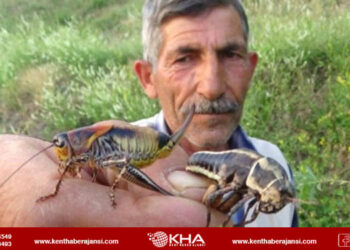 Tarım arazilerini çekirge sürüsü bastı!