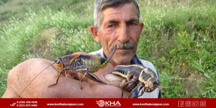 Tarım arazilerini çekirge sürüsü bastı!