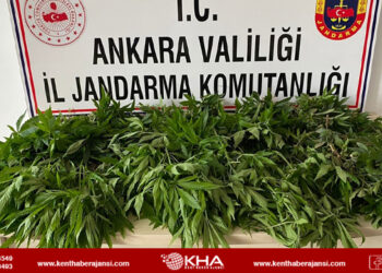 84 kök hint keneviri yakalandı