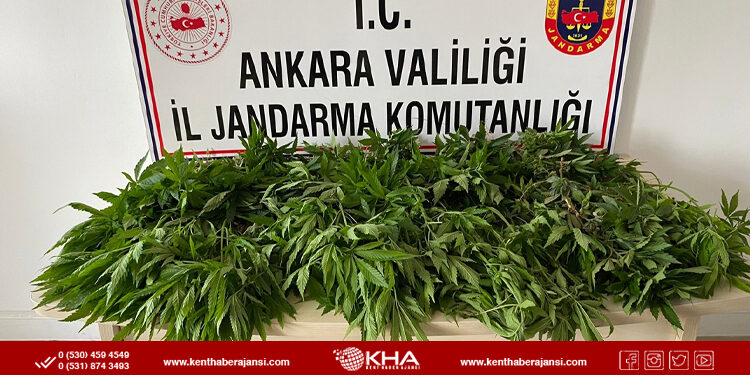 84 kök hint keneviri yakalandı