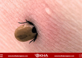 Sivas’ta kene can aldı!