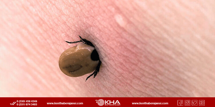 Sivas’ta kene can aldı!