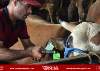 Pendik’te kurbanlık denetimleri sürüyor