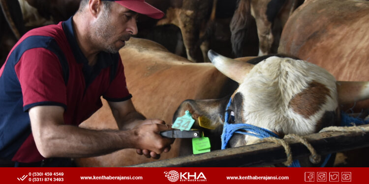 Pendik’te kurbanlık denetimleri sürüyor