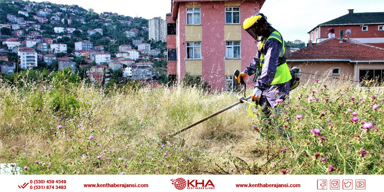 Maltepe’de yabani otlar temizleniyor