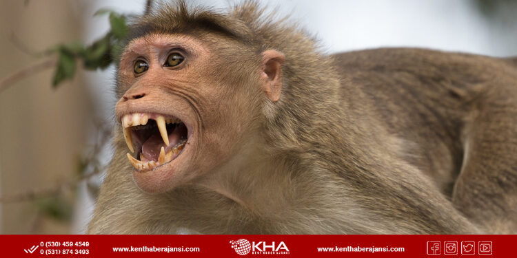 Aranıyor! Bir maymun 10 kişiye saldırdı!