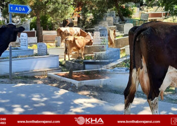 Osmangazi Mezarlığı’nı İnekler Bastı: Hem Beslendiler Hem de Pislettiler!