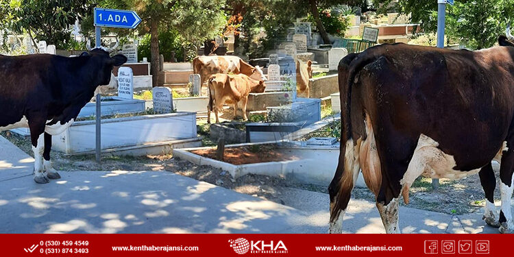 Osmangazi Mezarlığı’nı İnekler Bastı: Hem Beslendiler Hem de Pislettiler!