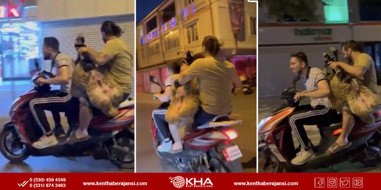 Sultanbeyli’de Kurbanlık Koyuna Motosikletli Tur