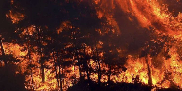 Susurluk’ta çıkan orman yangını kontrol altında!