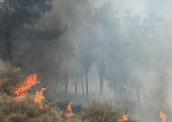 BAKAN KİRİŞÇİ “ORMAN ALANLARI HİÇBİR ŞEKİLDE BAŞKA AMAÇLA KULLANILAMAZ”