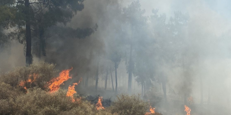 BAKAN KİRİŞÇİ “ORMAN ALANLARI HİÇBİR ŞEKİLDE BAŞKA AMAÇLA KULLANILAMAZ”
