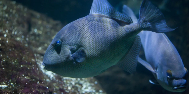 Fransa’daki plajlarda “ısıran balık” paniği