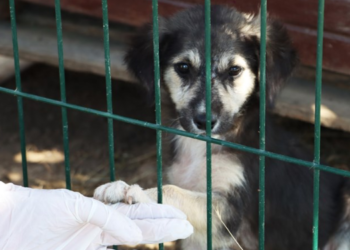 Maltepe’de altı ayda 8 bin 676 hayvan tedavi edildi
