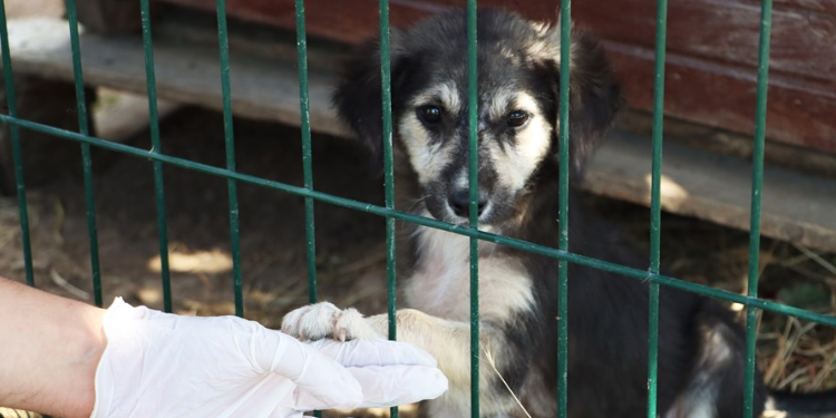Maltepe’de altı ayda 8 bin 676 hayvan tedavi edildi