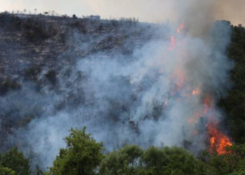 Kocaeli’de orman yangını