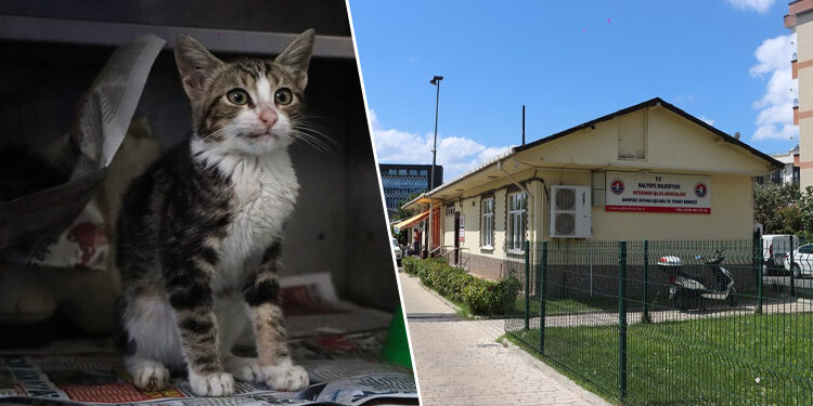 Maltepe’de sokak hayvanları sahipsiz değil