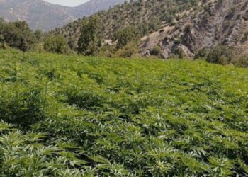 Diyarbakır’da Terörün Finansman Kaynağı Ablukaya Alındı