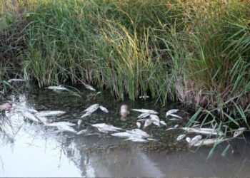 Toplu balık ölümleri neden oluyor?