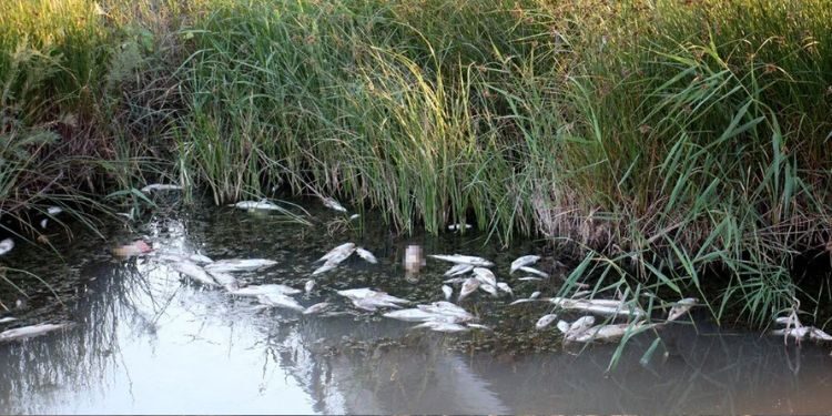 Toplu balık ölümleri neden oluyor?
