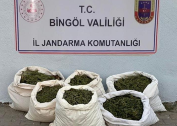 Bingöl’de 3 milyon 257 bin kök kenevir yakalandı