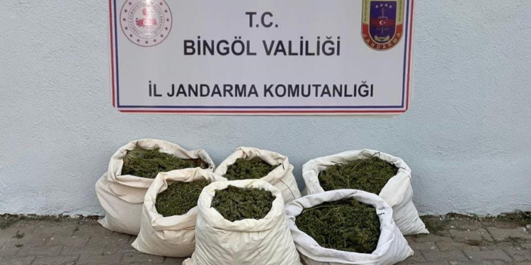 Bingöl’de 3 milyon 257 bin kök kenevir yakalandı