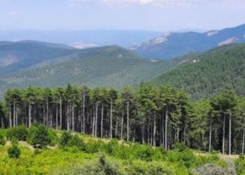 11 ilde orman sınırları değişti