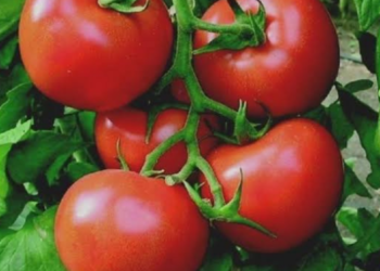 İzinsiz domates ihracatı yapılmayacak