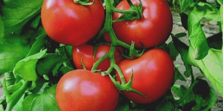 İzinsiz domates ihracatı yapılmayacak