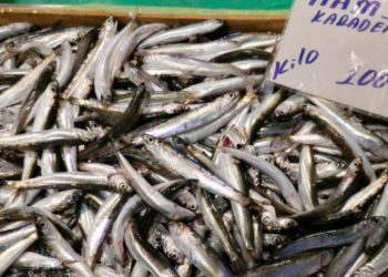 Hamsi fiyatı dudak uçuklattı: 100 liradan satılıyor!