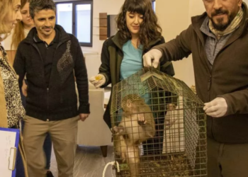 Bursa’da eve giren maymun panik yarattı!