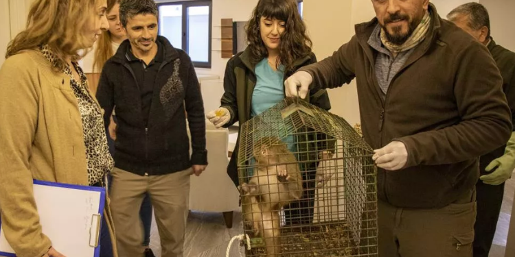 Bursa’da eve giren maymun panik yarattı!