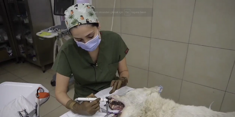 Ümraniye’de Sokak Hayvanlarına Sevgi Dokunuşu