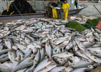 Su ürünleri ihracat hedefi 1 buçuk milyon dolar!